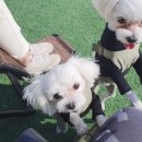 멍스터 이미지