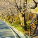 매화 지고, 벚꽃 만발하는 섬진강 꽃소식 이미지