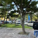 신전떡볶이안서점 | 20220827 대구 떡볶이페스티벌 후기(가지마세요ㅠㅠ)