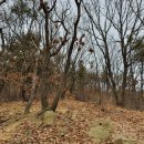 장미원 (산림욕장) 이미지