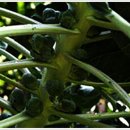 풀의 싹 (Leaf Buds) 이미지