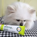 헬로 마이펫 이미지