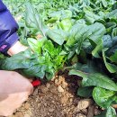 명품새우 이미지