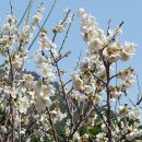 용호초교 이미지