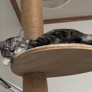 하나벳 | [반려동물] 고양이 입냄새 퇴치! ‘오랄벳 칫솔&amp;치약’ 사용 후기