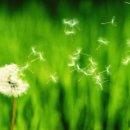 장골로가로수 이미지