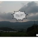 강원도와송 이미지