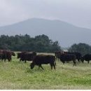 제주흑돼지 이미지