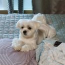 늘푸른민박 이미지