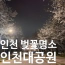구의공원 옆(동절기 11월 1일 ~ 4월30일) | [인천대공원] 인천 벚꽃 야경 명소 🌸 야간 벚꽃 후기｜4월10일 금요일 8시 실시간 (축제정보)