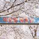 평산초등학교 | 2026 울산 벚꽃축제 일정 총정리 + 올해 놓치면 후회!!