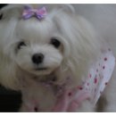 여시발바닥 이미지