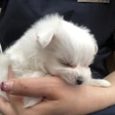 하루오뎅
