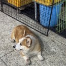 보리네포차 이미지