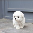 강남고양이 분양 히어로펫 | 압구정 강아지분양 24시 애견샵 미유펫 강남점에서 책임분양 해드려요!