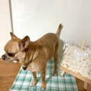 댕실댕실 이미지