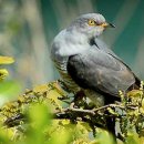 비발디의아침 이미지