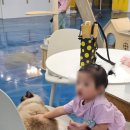 익산 고양이카페 아이캣유 이미지