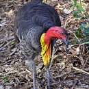 호주숲칠면조 [Australian brushturkey (Alectura lathami)] 이미지