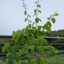 다래농장 이미지