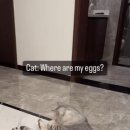 Where are my eggs? 이미지