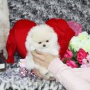 도그캐슬 강아지분양 다산점 | 반려견은 별내강아지분양 으로 후기가 좋은 도그하임 으로여