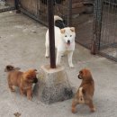 우리두리 이미지