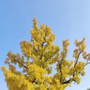 임고서원의 은행나무 이미지