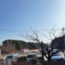 화진가든 | [강원도 고성 맛집] 화진박포수가든ㅣ삼삼한 막국수 &amp; 암돼지 보쌈