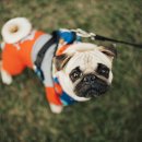 안양동물병원 이미지