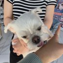 올바름 반려견 뷰티샵 | 엠제이뷰티샵 사하구복부관리 괴정복부관리 사하구팔뚝관리