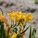 프리지아 이미지