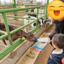 겨울철 서울근교 김포 아이와 가볼만한 곳[연보람목장 솔직후기]