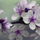 목포순대 이미지