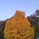 은행나무길카센터 이미지