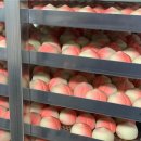 원주복숭아빵 이미지