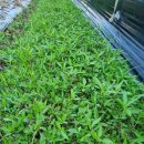 홍산마늘 주아통마늘 판매해요. 이미지