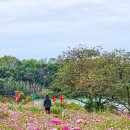 익산&#34;천만송이&#34;국화축제[2024년 10월 16일(음:9월 14일)일출 06시: 40분.일몰17시 55분] 이미지