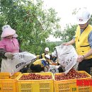 한전농장 이미지