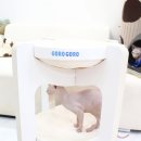 캣존 이미지