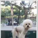 진접애견미용