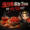 건강나무열매(줄기관) 태권도장 | 마가목 효능 7가지｜기관지 건강에 좋은 이유와 마가목열매 먹는 법도입