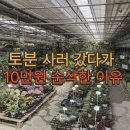 화원큰별유치원 | 파주 대형 화원 추천 조인폴리아 , 분갈이 화분,토분까지 구입 후기