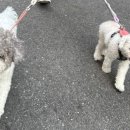 멍그니엘 이미지