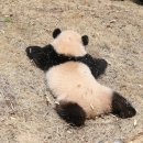 바오 이미지