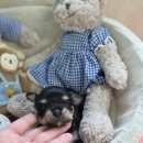 태원켄넬 이미지