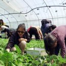 하도문쌈채마을 이미지