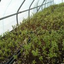 새싹목장 이미지