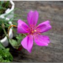 알프스장 이미지