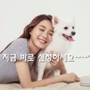 펫코디 이미지